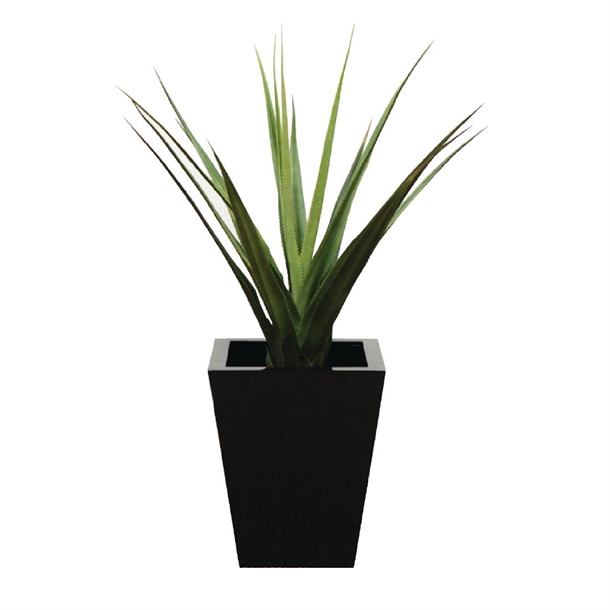 pandanus-green-900mm