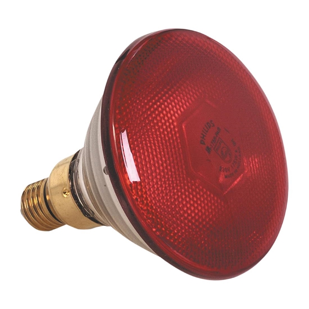 Pujadas Red Bulb (Direct)