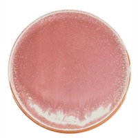 Moda Porcelain Icon Round Plates 260mm (4 Pack)