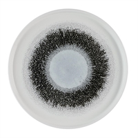 Churchill Studio Prints Fusion Black Walled Plates 260mm (6 Pack)