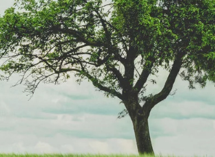 How to Be an Eco Friendly Caterer