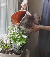 A Woman Watering Indoor Plants With A Watering Can And Collected Rainwater To Reduce Water Wastage