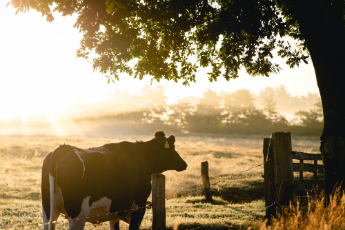 Locally sourced ingredients cow on farm