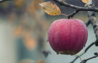 Locally sourced ingredients fresh apple