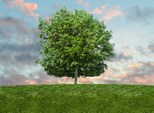 How To Be An Eco-Friendly Business