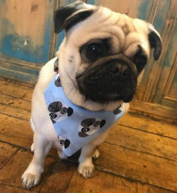 Three Js friendly pug, Jackson, wearing a blue scarf