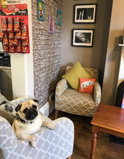a cosy corner of Three Js sandwich shop, with Jackson the pug sitting on a chair