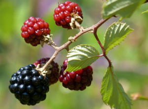 Black and Red Berries