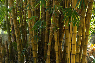 A Bamboo Forest