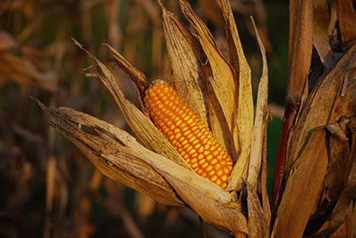 Corn Starch Is One Of The Main Materials Used To Make PLA