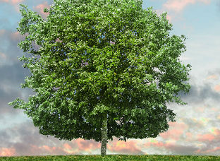 Eco-Friendly Glossary