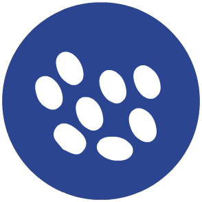 Sesame